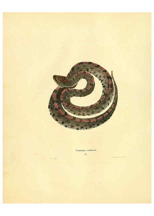 Reproducción/Reproduction 6076427536: North American herpetology. v.2. Philadelphia :J. Dobson,1836-1840