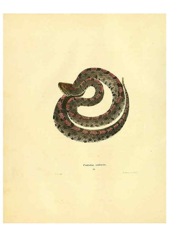 Reproducción/Reproduction 6076427536: North American herpetology. v.2. Philadelphia :J. Dobson,1836-1840