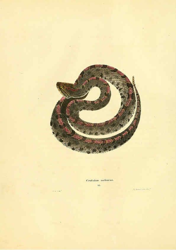 Reproducción/Reproduction 6076427536: North American herpetology. v.2. Philadelphia :J. Dobson,1836-1840