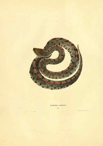 Reproducción/Reproduction 6076427536: North American herpetology. v.2. Philadelphia :J. Dobson,1836-1840