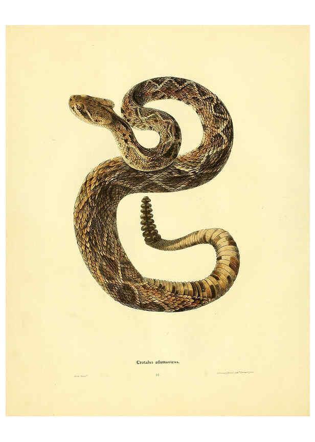 Reproducción/Reproduction 6075891285: North American herpetology. v.2. Philadelphia :J. Dobson,1836-1840