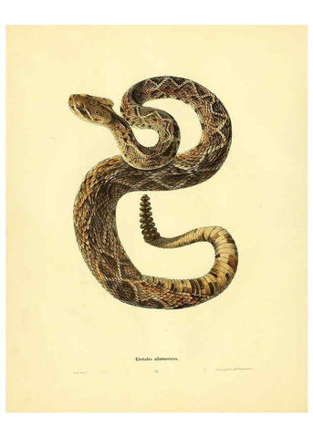 Reproducción/Reproduction 6075891285: North American herpetology. v.2. Philadelphia :J. Dobson,1836-1840