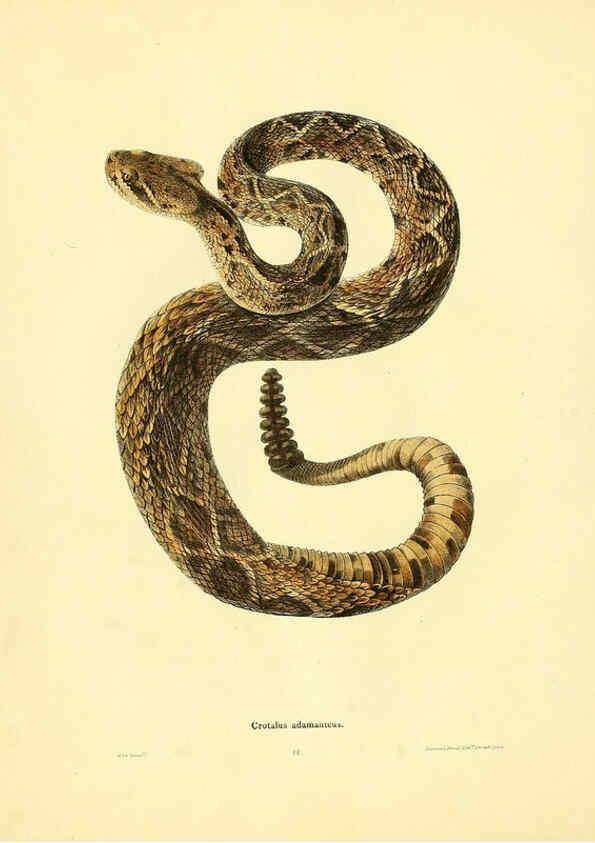 Reproducción/Reproduction 6075891285: North American herpetology. v.2. Philadelphia :J. Dobson,1836-1840