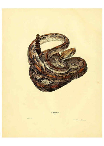 Reproducción/Reproduction 6076427826: North American herpetology. v.2. Philadelphia :J. Dobson,1836-1840