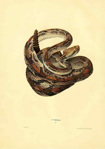 Reproducción/Reproduction 6076427826: North American herpetology. v.2. Philadelphia :J. Dobson,1836-1840