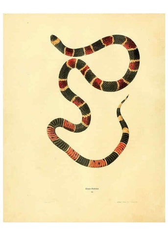 Reproducción/Reproduction 6075891699: North American herpetology. v.2. Philadelphia :J. Dobson,1836-1840
