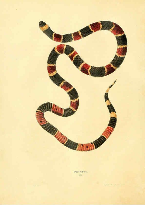 Reproducción/Reproduction 6075891699: North American herpetology. v.2. Philadelphia :J. Dobson,1836-1840