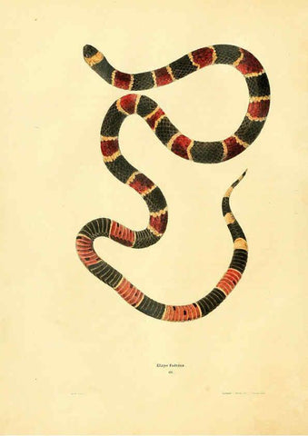 Reproducción/Reproduction 6075891699: North American herpetology. v.2. Philadelphia :J. Dobson,1836-1840