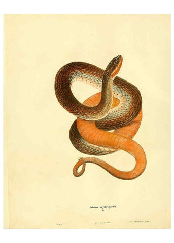 Reproducción/Reproduction 6076428326: North American herpetology. v.2. Philadelphia :J. Dobson,1836-1840