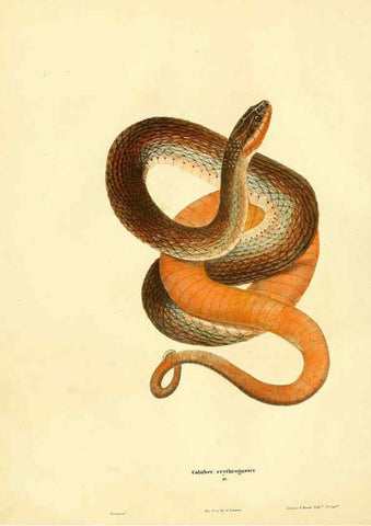 Reproducción/Reproduction 6076428326: North American herpetology. v.2. Philadelphia :J. Dobson,1836-1840