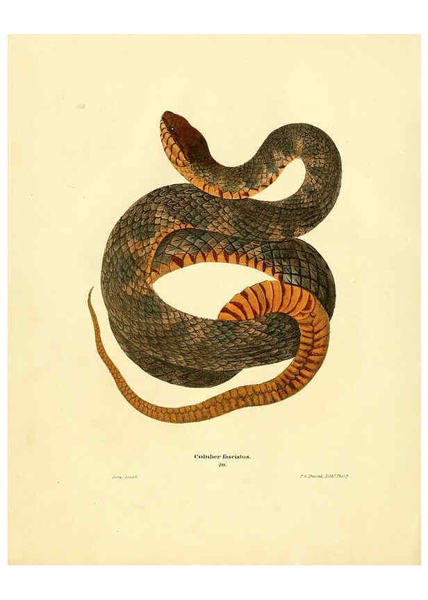 Reproducción/Reproduction 6075892121: North American herpetology. v.2. Philadelphia :J. Dobson,1836-1840