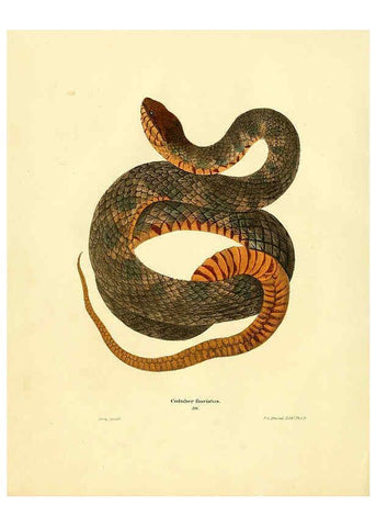 Reproducción/Reproduction 6075892121: North American herpetology. v.2. Philadelphia :J. Dobson,1836-1840