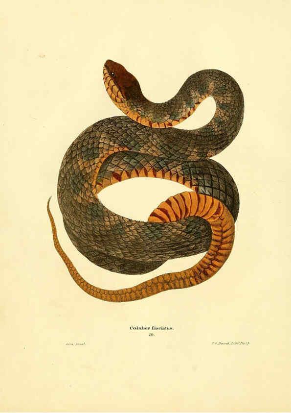 Reproducción/Reproduction 6075892121: North American herpetology. v.2. Philadelphia :J. Dobson,1836-1840
