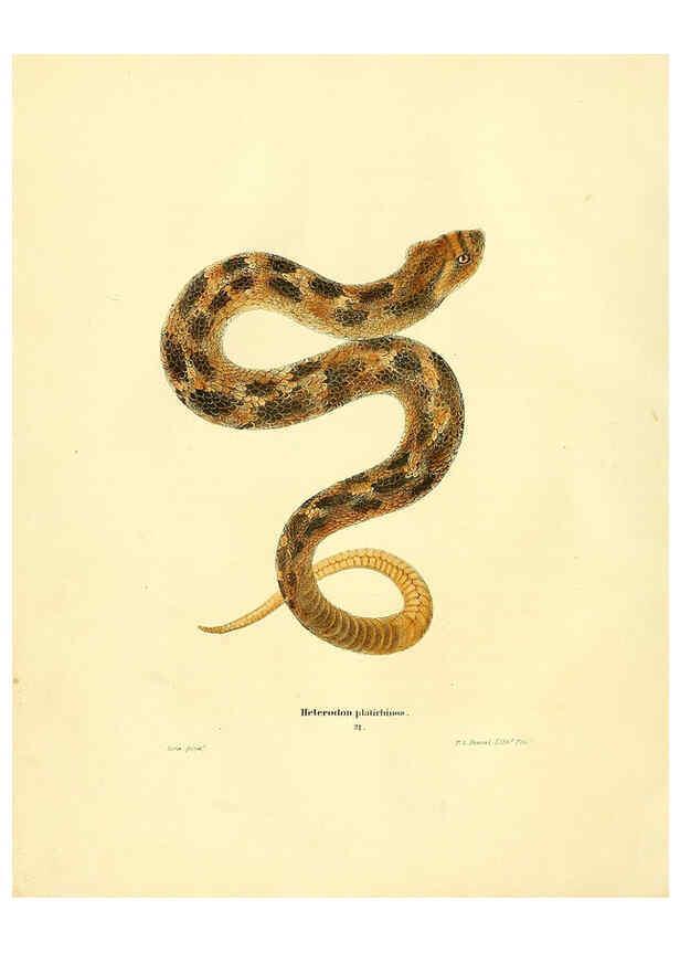Reproducción/Reproduction 6075892273: North American herpetology. v.2. Philadelphia :J. Dobson,1836-1840