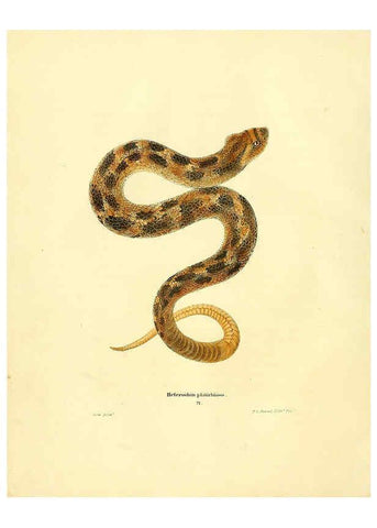 Reproducción/Reproduction 6075892273: North American herpetology. v.2. Philadelphia :J. Dobson,1836-1840