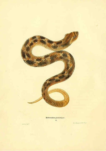 Reproducción/Reproduction 6075892273: North American herpetology. v.2. Philadelphia :J. Dobson,1836-1840