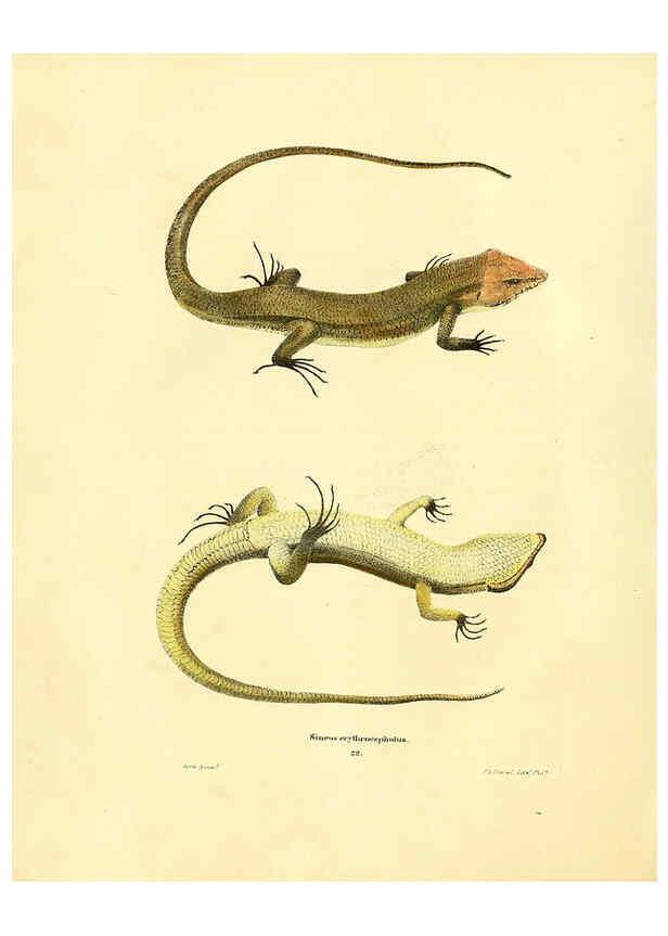 Reproducción/Reproduction 6076428808: North American herpetology. v.2. Philadelphia :J. Dobson,1836-1840