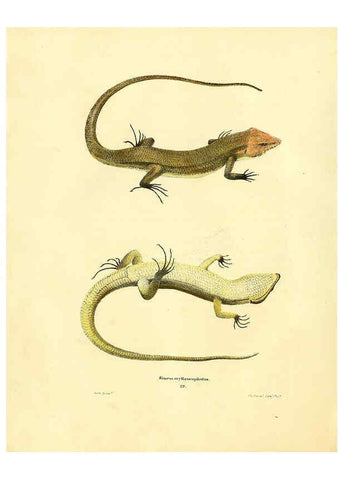 Reproducción/Reproduction 6076428808: North American herpetology. v.2. Philadelphia :J. Dobson,1836-1840