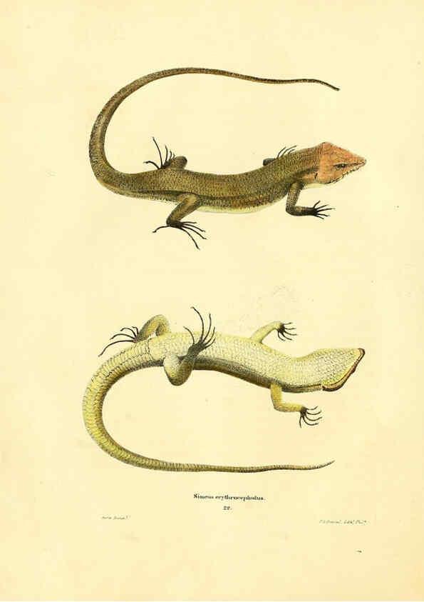 Reproducción/Reproduction 6076428808: North American herpetology. v.2. Philadelphia :J. Dobson,1836-1840