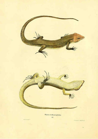 Reproducción/Reproduction 6076428808: North American herpetology. v.2. Philadelphia :J. Dobson,1836-1840