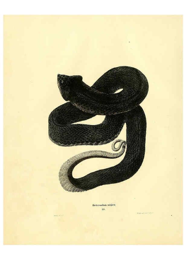 Reproducción/Reproduction 6075892531: North American herpetology. v.2. Philadelphia :J. Dobson,1836-1840
