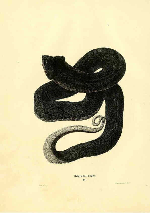 Reproducción/Reproduction 6075892531: North American herpetology. v.2. Philadelphia :J. Dobson,1836-1840
