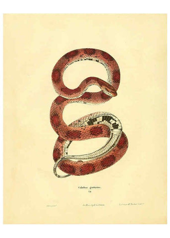 Reproducción/Reproduction 6076429200: North American herpetology. v.2. Philadelphia :J. Dobson,1836-1840