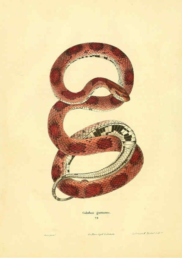 Reproducción/Reproduction 6076429200: North American herpetology. v.2. Philadelphia :J. Dobson,1836-1840