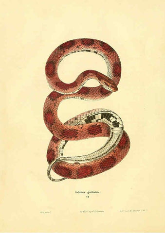 Reproducción/Reproduction 6076429200: North American herpetology. v.2. Philadelphia :J. Dobson,1836-1840