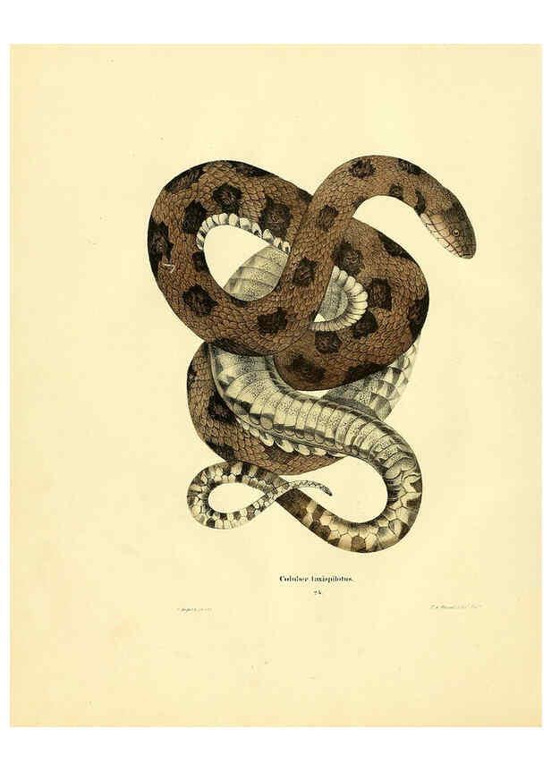 Reproducción/Reproduction 6076429324: North American herpetology. v.2. Philadelphia :J. Dobson,1836-1840