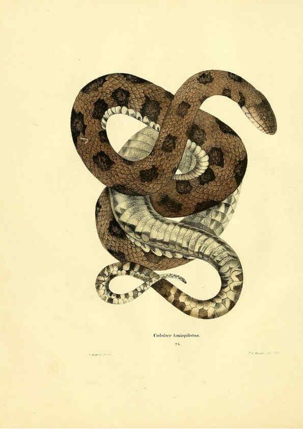 Reproducción/Reproduction 6076429324: North American herpetology. v.2. Philadelphia :J. Dobson,1836-1840