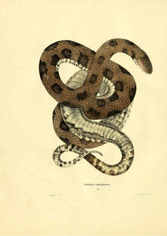 Reproducción/Reproduction 6076429324: North American herpetology. v.2. Philadelphia :J. Dobson,1836-1840