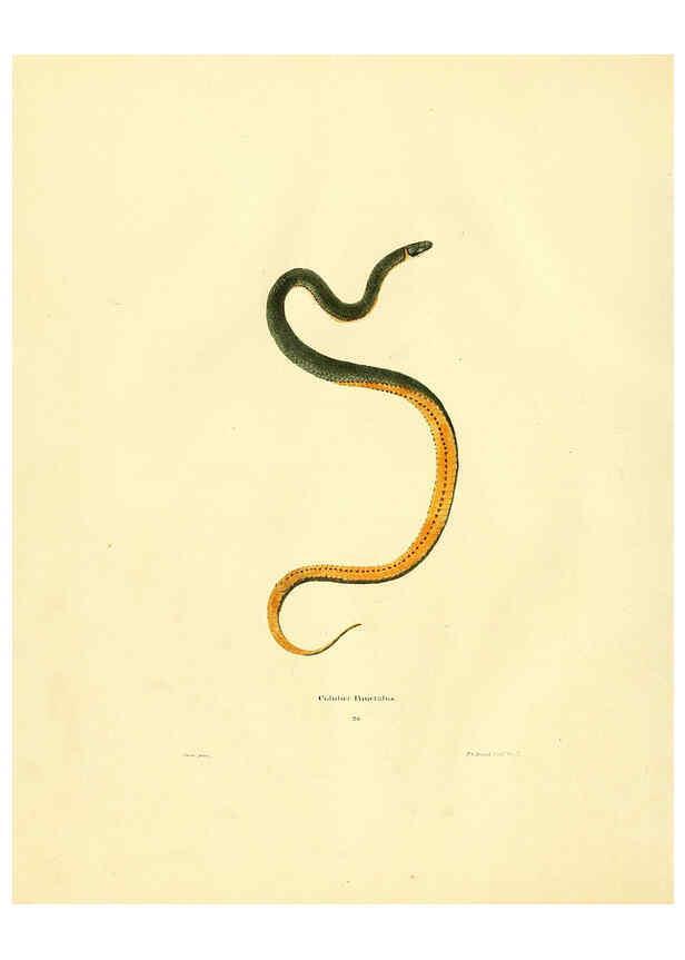 Reproducción/Reproduction 6075893063: North American herpetology. v.2. Philadelphia :J. Dobson,1836-1840