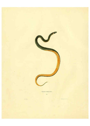 Reproducción/Reproduction 6075893063: North American herpetology. v.2. Philadelphia :J. Dobson,1836-1840