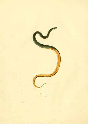 Reproducción/Reproduction 6075893063: North American herpetology. v.2. Philadelphia :J. Dobson,1836-1840