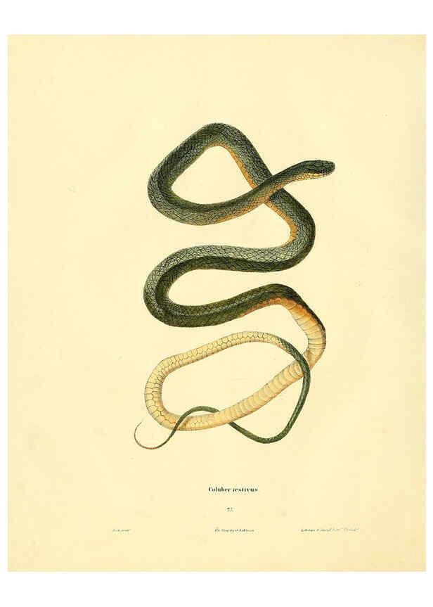 Reproducción/Reproduction 6075893219: North American herpetology. v.2. Philadelphia :J. Dobson,1836-1840