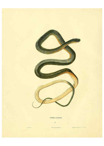 Reproducción/Reproduction 6075893219: North American herpetology. v.2. Philadelphia :J. Dobson,1836-1840