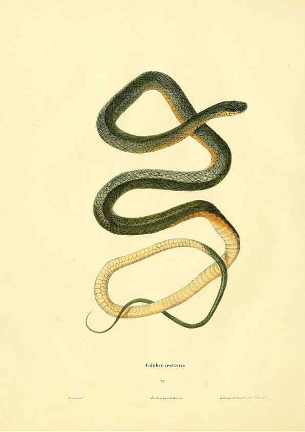 Reproducción/Reproduction 6075893219: North American herpetology. v.2. Philadelphia :J. Dobson,1836-1840