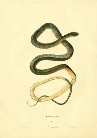 Reproducción/Reproduction 6075893219: North American herpetology. v.2. Philadelphia :J. Dobson,1836-1840