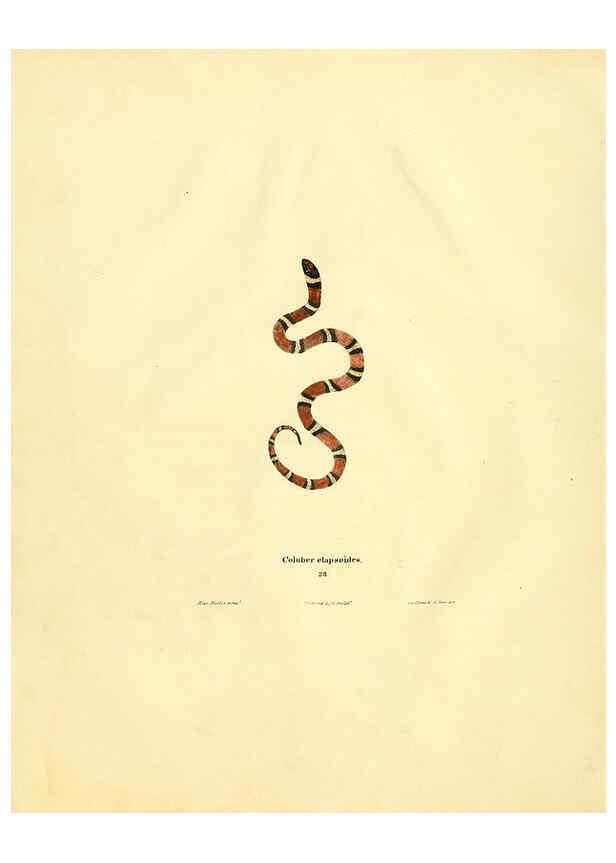 Reproducción/Reproduction 6076429862: North American herpetology. v.2. Philadelphia :J. Dobson,1836-1840