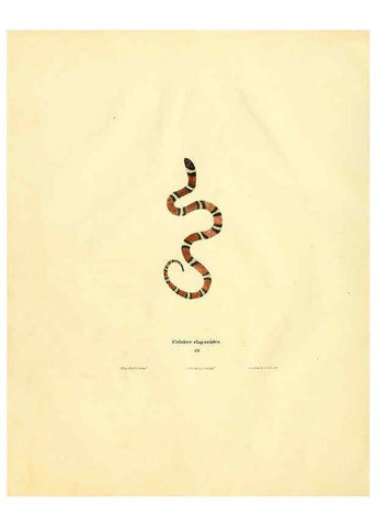 Reproducción/Reproduction 6076429862: North American herpetology. v.2. Philadelphia :J. Dobson,1836-1840
