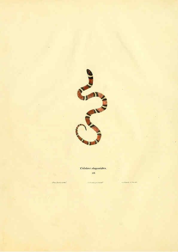 Reproducción/Reproduction 6076429862: North American herpetology. v.2. Philadelphia :J. Dobson,1836-1840