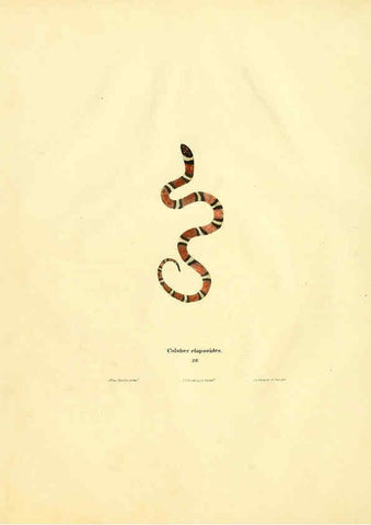 Reproducción/Reproduction 6076429862: North American herpetology. v.2. Philadelphia :J. Dobson,1836-1840