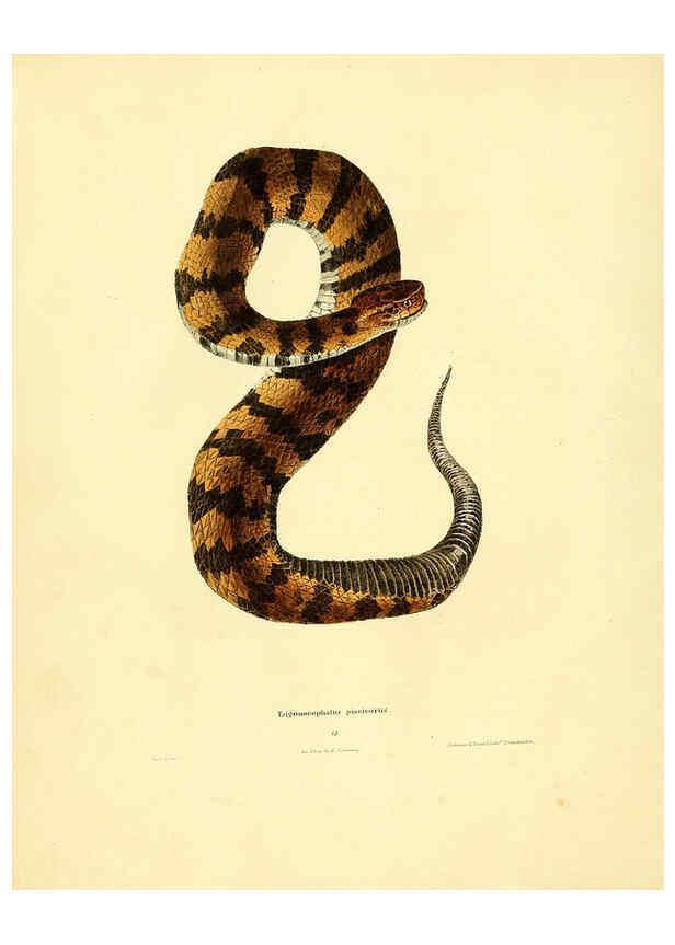 Reproducción/Reproduction 6076427252: North American herpetology. v.2. Philadelphia :J. Dobson,1836-1840