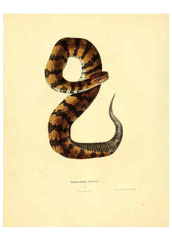 Reproducción/Reproduction 6076427252: North American herpetology. v.2. Philadelphia :J. Dobson,1836-1840
