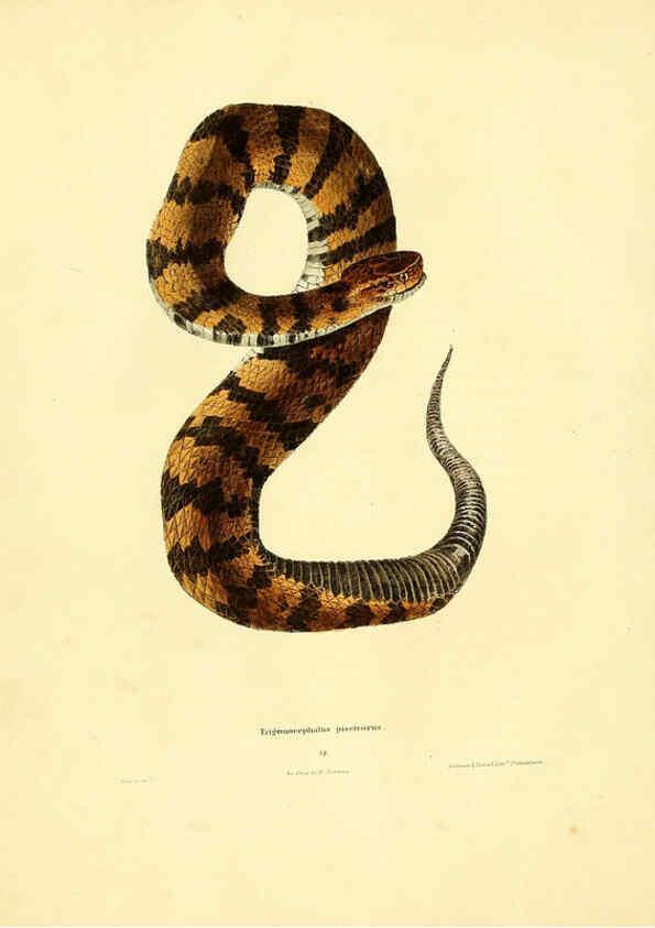 Reproducción/Reproduction 6076427252: North American herpetology. v.2. Philadelphia :J. Dobson,1836-1840