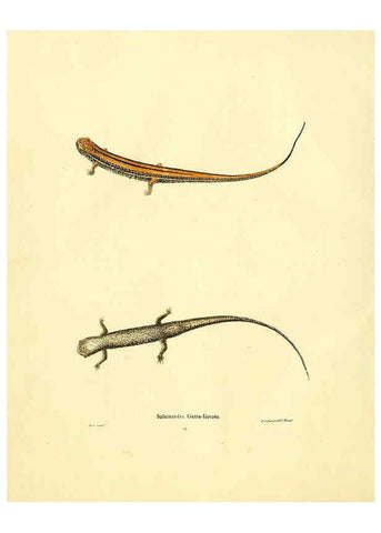 Reproducción/Reproduction 6075890667: North American herpetology. v.2. Philadelphia :J. Dobson,1836-1840