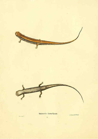 Reproducción/Reproduction 6075890667: North American herpetology. v.2. Philadelphia :J. Dobson,1836-1840