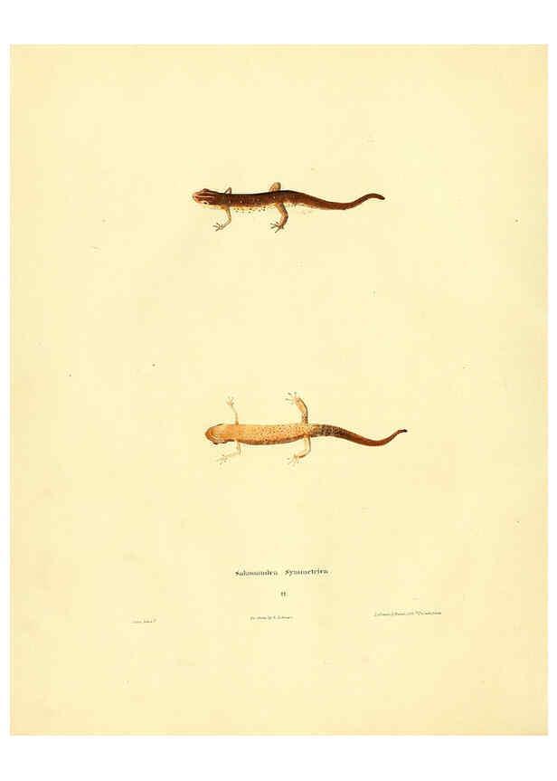 Reproducción/Reproduction 6075890539: North American herpetology. v.2. Philadelphia :J. Dobson,1836-1840