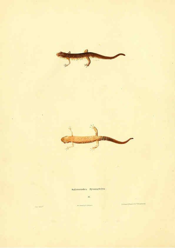 Reproducción/Reproduction 6075890539: North American herpetology. v.2. Philadelphia :J. Dobson,1836-1840